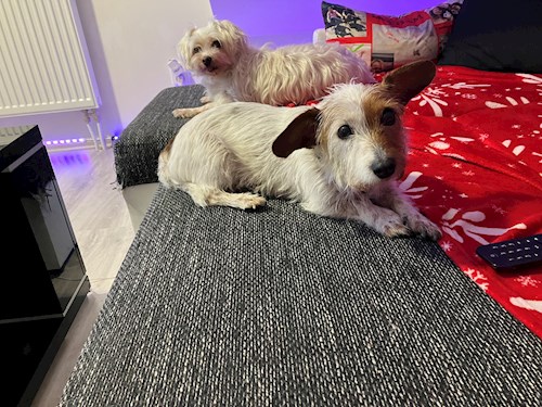 Andrea- petsitter Brno nebo Páníček pro psi