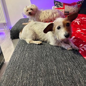 thumbnail petsitter Brno nebo páníček pro psi