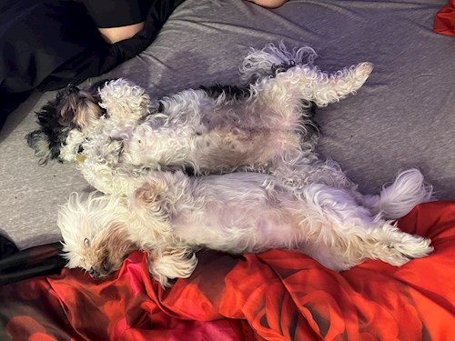 Andrea- petsitter Brno nebo Páníček pro psi