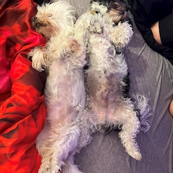 thumbnail petsitter Brno nebo páníček pro psi