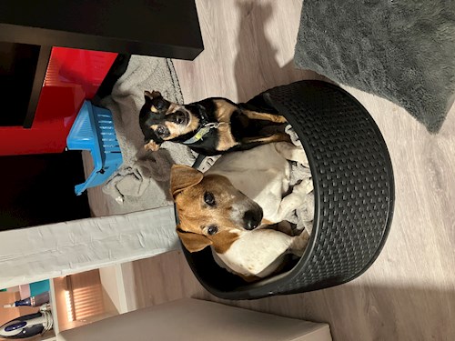 Andrea- petsitter Brno nebo Páníček pro psi