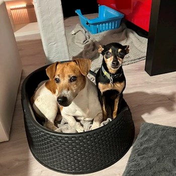 thumbnail petsitter Brno nebo páníček pro psi