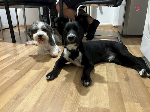 Andrea- petsitter Brno nebo Páníček pro psi