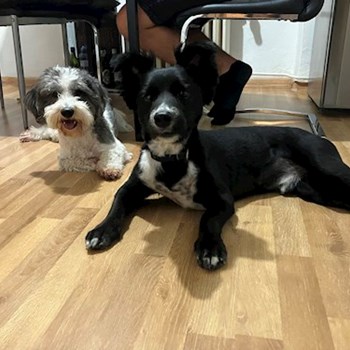 thumbnail petsitter Brno nebo páníček pro psi