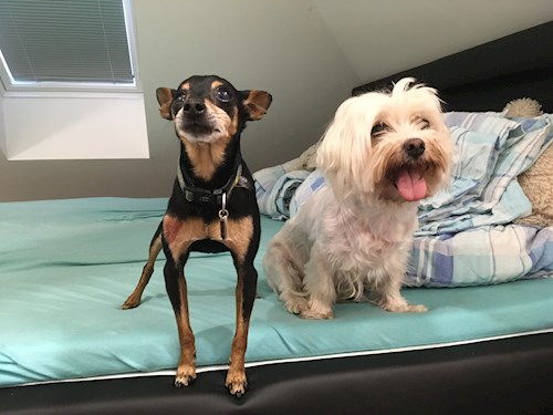 Andrea- petsitter Brno nebo Páníček pro psi