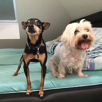 thumbnail petsitter Brno nebo páníček pro psi