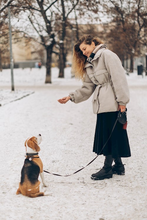 Storozhko- petsitter Praha  or Pet nanny for dogs 