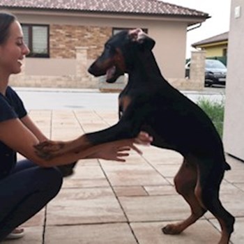 thumbnail petsitter Brno nebo páníček pro psi