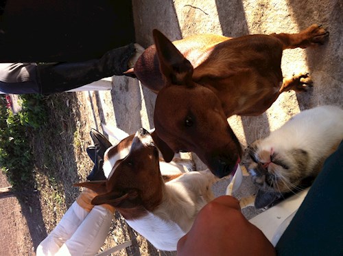 Laura- petsitter Brno nebo Páníček pro psi