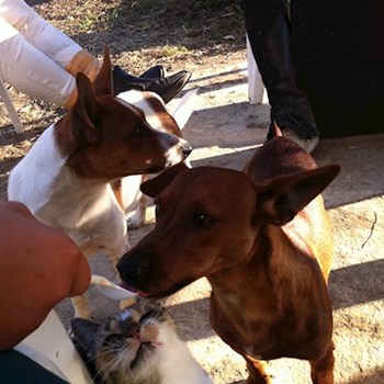 thumbnail petsitter Brno nebo páníček pro psi