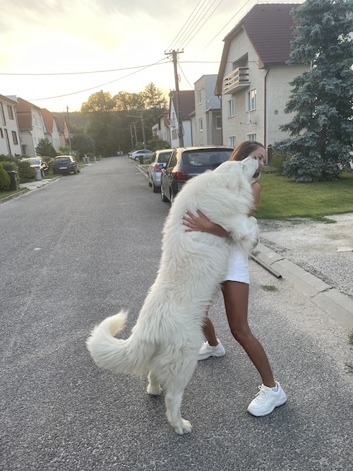 Laura- petsitter Brno nebo Páníček pro psi