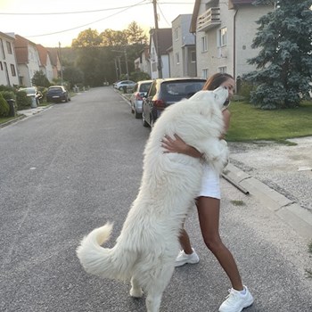 thumbnail petsitter Brno nebo páníček pro psi