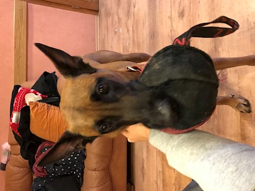 Laura- petsitter Brno nebo Páníček pro psi