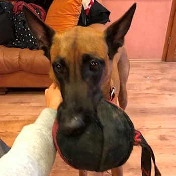 thumbnail petsitter Brno nebo páníček pro psi