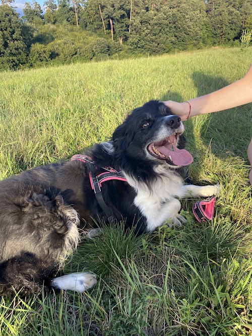 Laura- petsitter Brno nebo Páníček pro psi