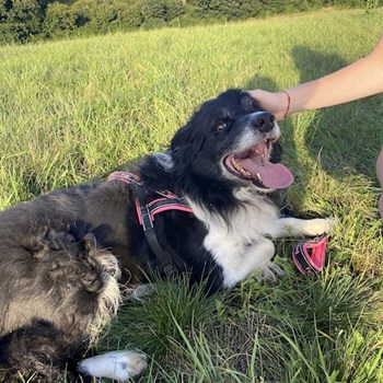 thumbnail petsitter Brno nebo páníček pro psi