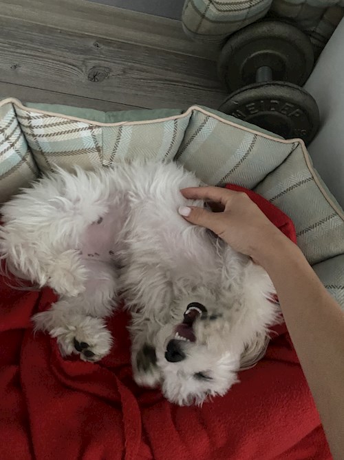 Laura- petsitter Brno nebo Páníček pro psi