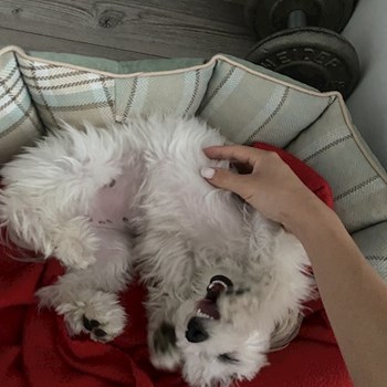 thumbnail petsitter Brno nebo páníček pro psi