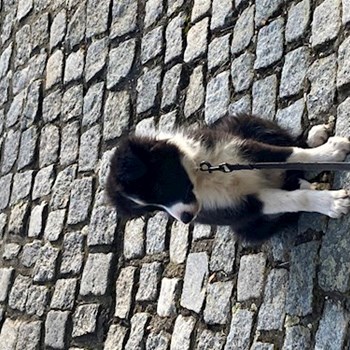  thumbnail petsitter Praha or pet nanny for dogs cats 