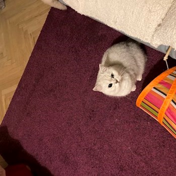  thumbnail petsitter Praha or pet nanny for dogs cats 