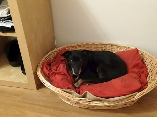 Kateřina- petsitter Praha 9 nebo Páníček pro psi kočky