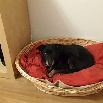 thumbnail petsitter Praha 9 nebo páníček pro psi kočky