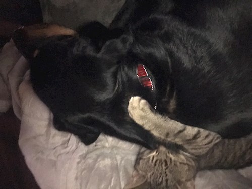 Barbora- petsitter Jimramov nebo Páníček pro psi kočky