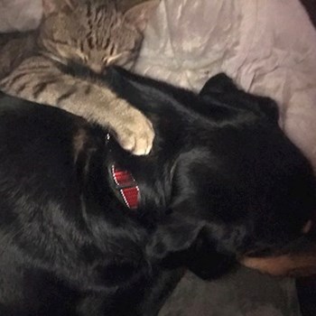 thumbnail petsitter Jimramov nebo páníček pro psi kočky