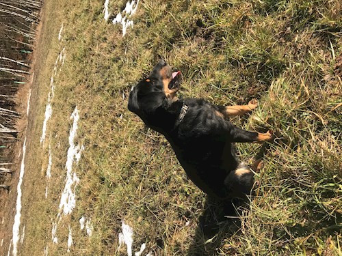 Barbora- petsitter Jimramov nebo Páníček pro psi kočky