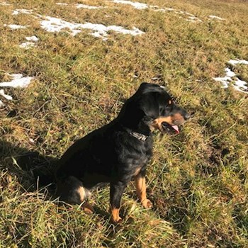 thumbnail petsitter Jimramov nebo páníček pro psi kočky