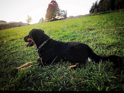 Barbora- petsitter Jimramov nebo Páníček pro psi kočky