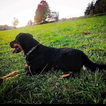 thumbnail petsitter Jimramov nebo páníček pro psi kočky