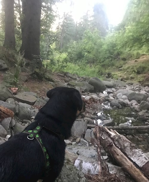 Barbora- petsitter Jimramov nebo Páníček pro psi kočky