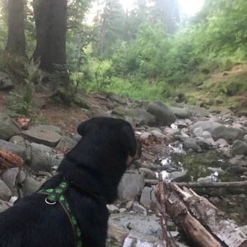 thumbnail petsitter Jimramov nebo páníček pro psi kočky