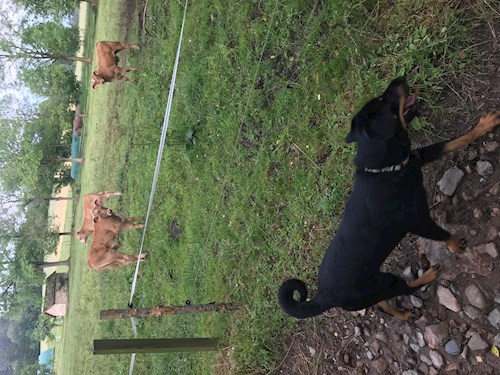 Barbora- petsitter Jimramov nebo Páníček pro psi kočky