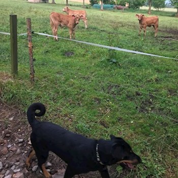 thumbnail petsitter Jimramov nebo páníček pro psi kočky