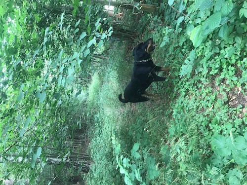 Barbora- petsitter Jimramov nebo Páníček pro psi kočky
