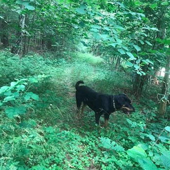 thumbnail petsitter Jimramov nebo páníček pro psi kočky