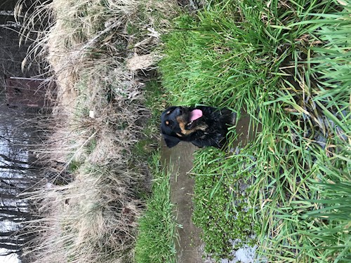 Barbora- petsitter Jimramov nebo Páníček pro psi kočky