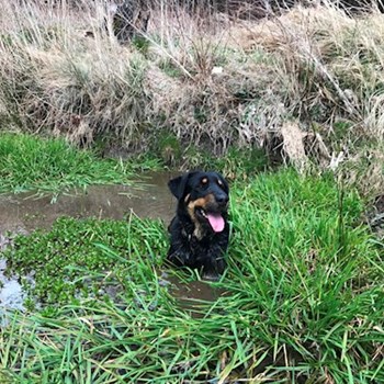 thumbnail petsitter Jimramov nebo páníček pro psi kočky