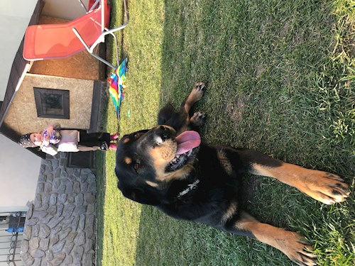 Barbora- petsitter Jimramov nebo Páníček pro psi kočky