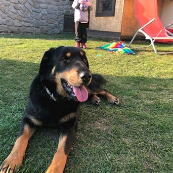 thumbnail petsitter Jimramov nebo páníček pro psi kočky