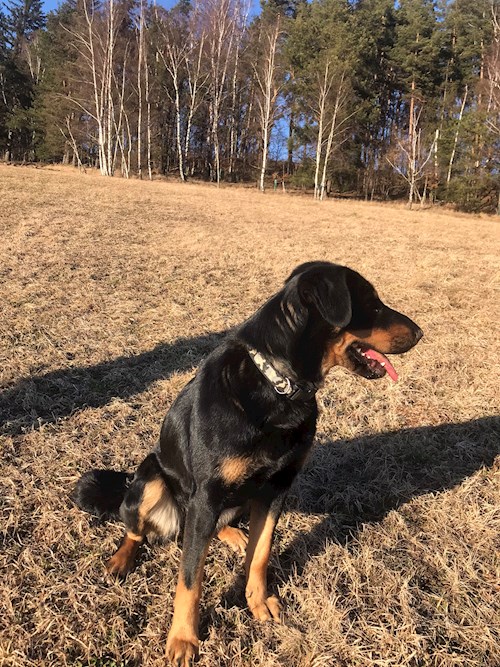 Barbora- petsitter Jimramov nebo Páníček pro psi kočky