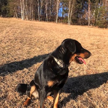 thumbnail petsitter Jimramov nebo páníček pro psi kočky