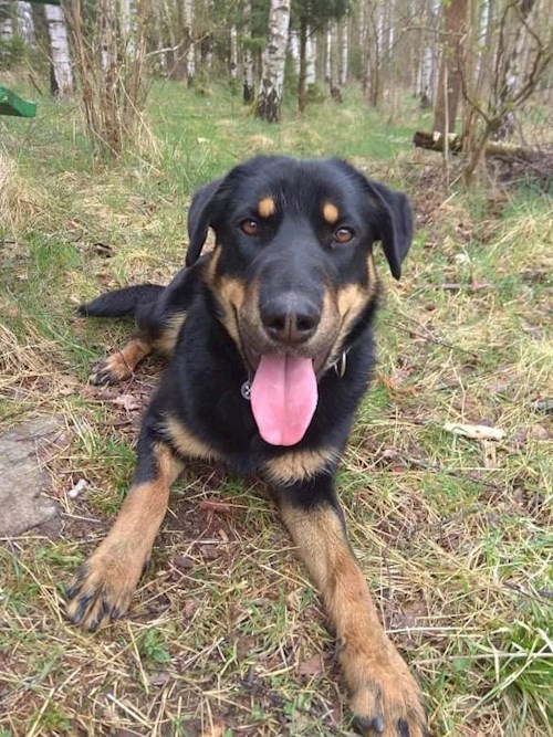 Barbora- petsitter Jimramov nebo Páníček pro psi kočky