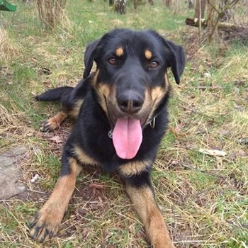 thumbnail petsitter Jimramov nebo páníček pro psi kočky