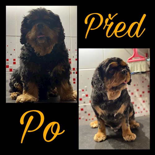 Bella- petsitter Česká Třebová nebo Páníček pro psi kočky