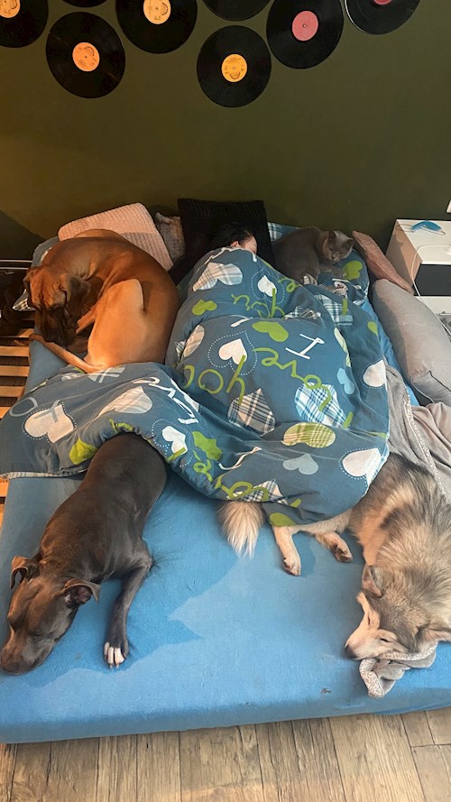 Bella- petsitter Česká Třebová nebo Páníček pro psi kočky