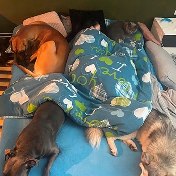 thumbnail petsitter Česká Třebová nebo páníček pro psi kočky