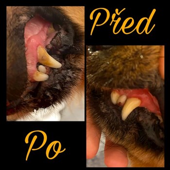 thumbnail petsitter Česká Třebová nebo páníček pro psi kočky